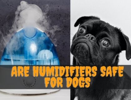 Are Humidifiers Safe For Dogs