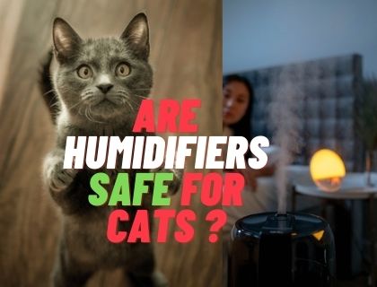 Are humidifiers safe for cats