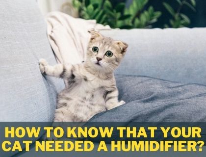 How to know that your cat needed a humidifier